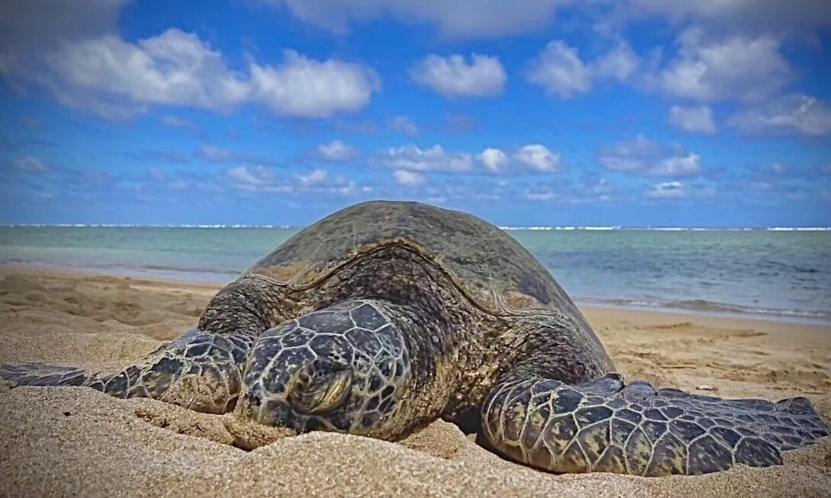 Punaluu Condo | Turtles, Swim Beachfront Ocean view, New bigger AC. Wash-dryer in unit, parking