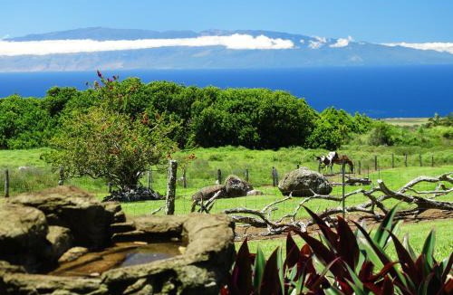 Hawi House | Kohala Lodge- Vacation Rental House