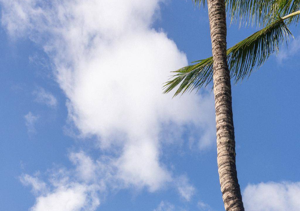 Photo of Others in Waikiki