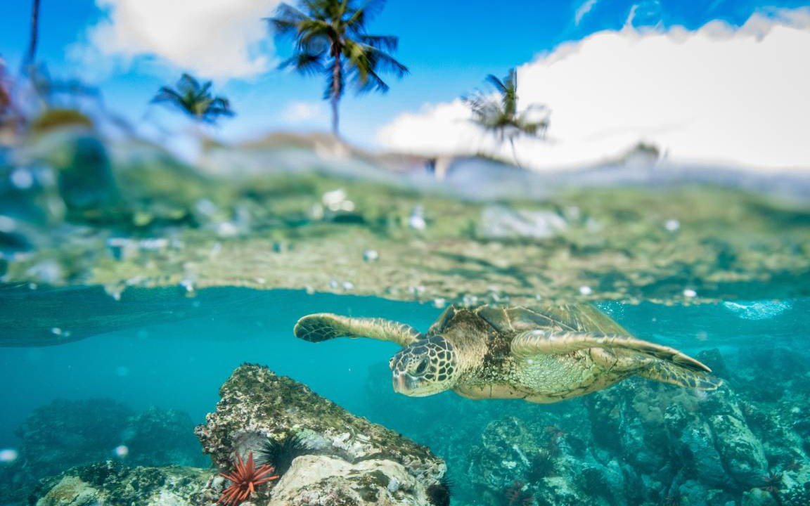 Photo of Others in Kaanapali