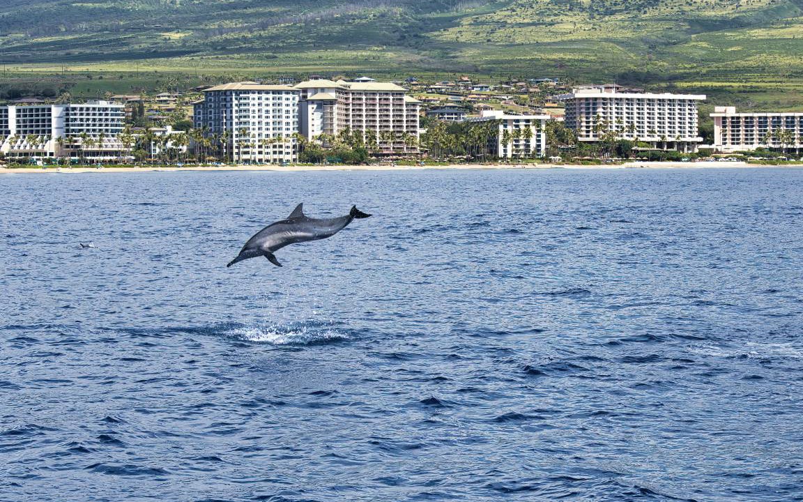 Photo of Others in Kaanapali