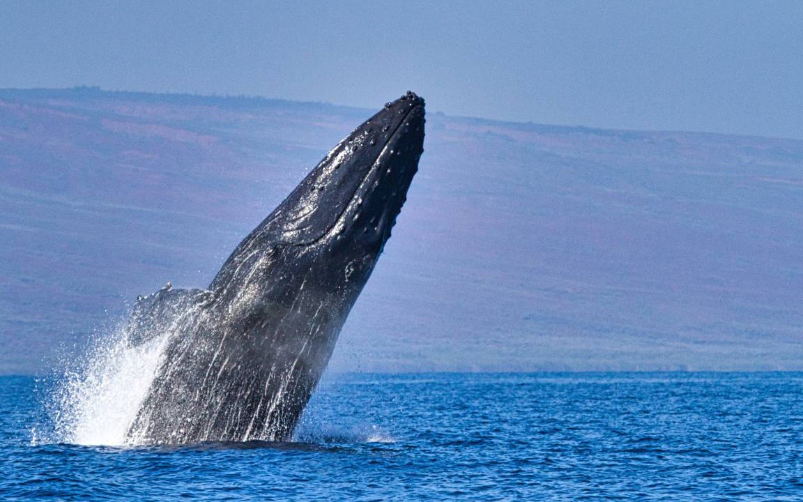 Photo of Others in Kaanapali