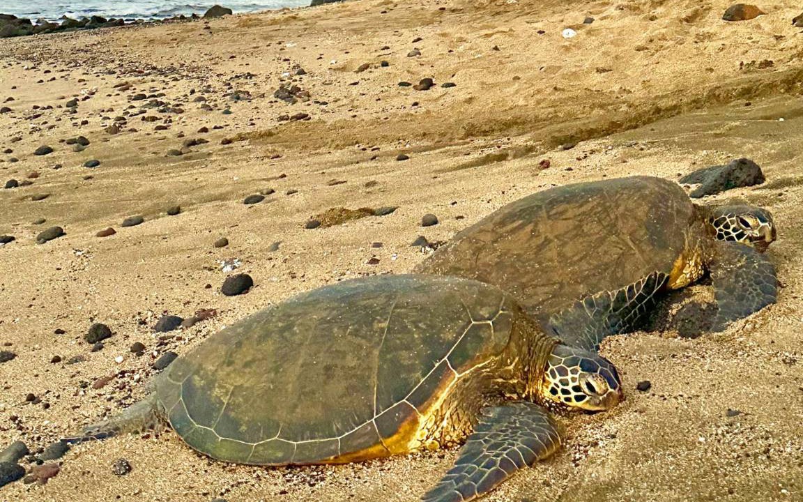 Photo of Others in Maalaea