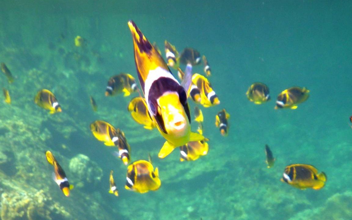 Photo of Others in Hilo