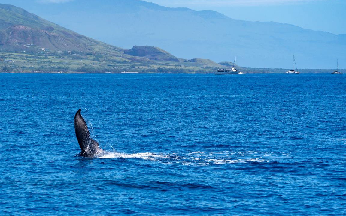 Photo of Others in Kaanapali
