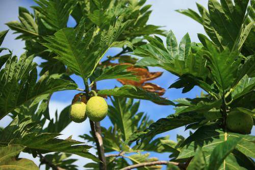 Photo of Outdoor in Kapoho