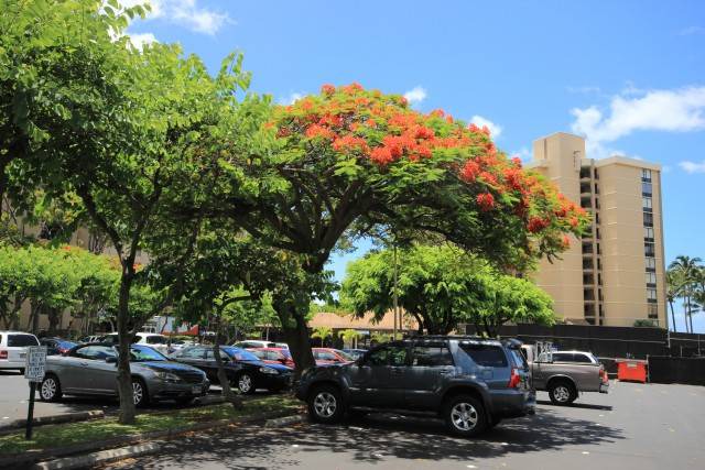 Photo of Others in Kahana