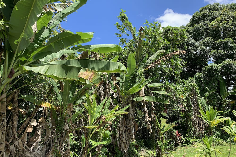Photo of Outdoor in Kapoho