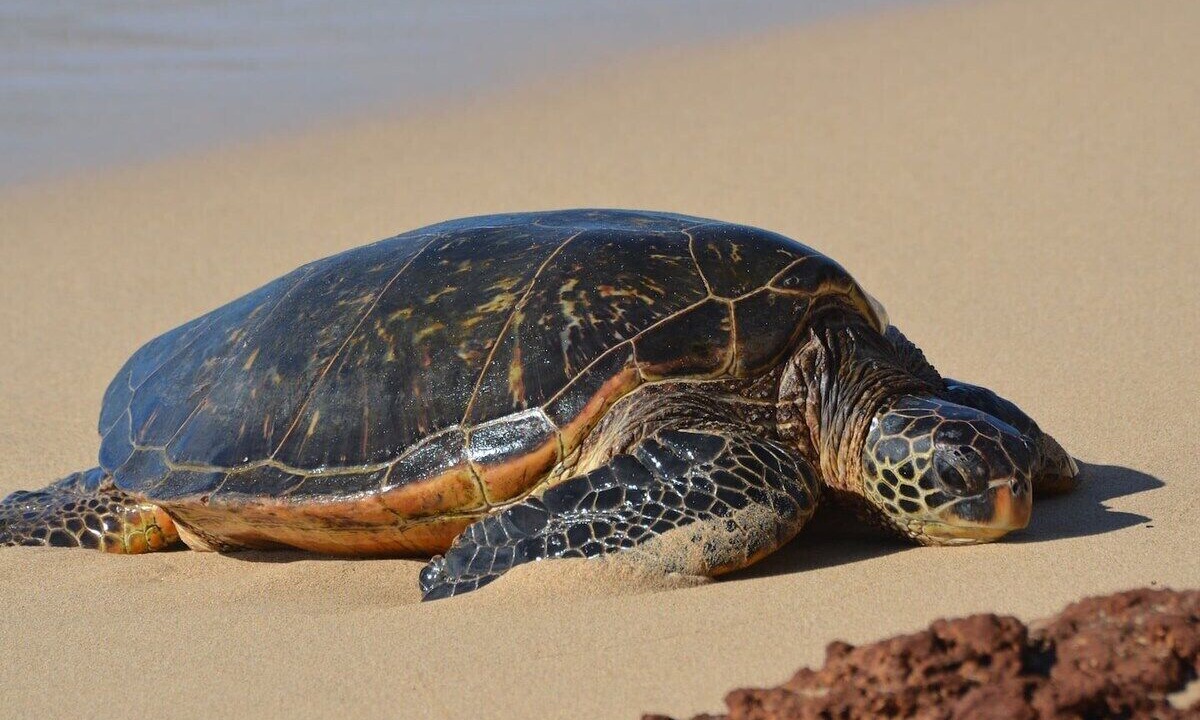 Photo of Others in Maalaea