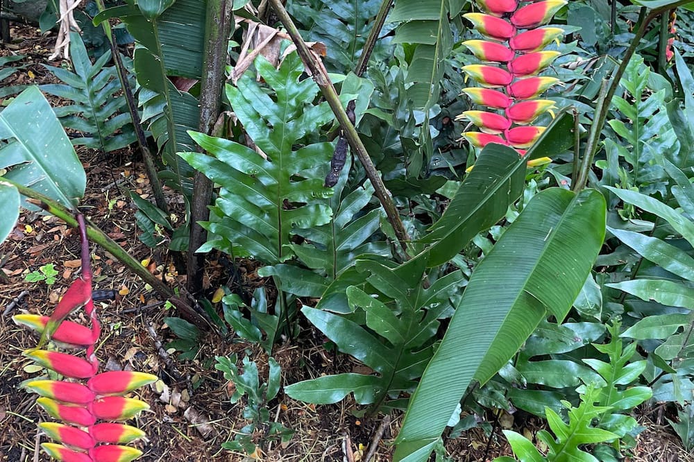 Photo of Outdoor in Ewa
