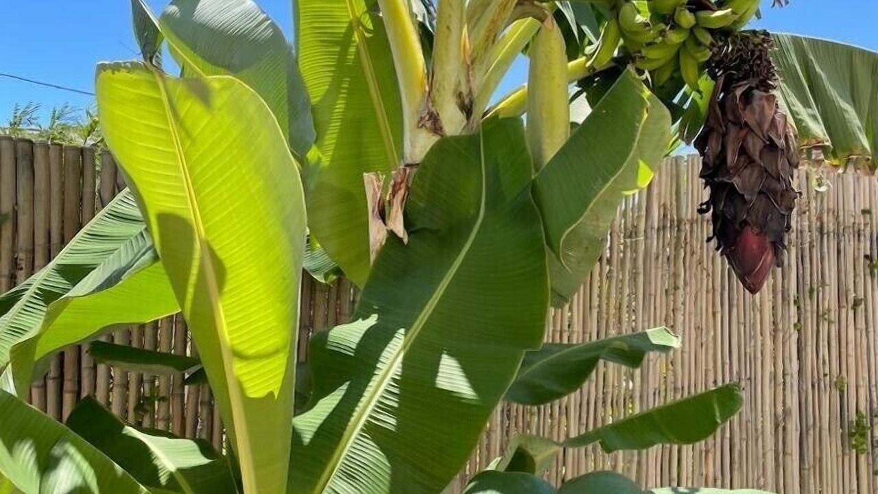 Photo of Outdoor in Ewa
