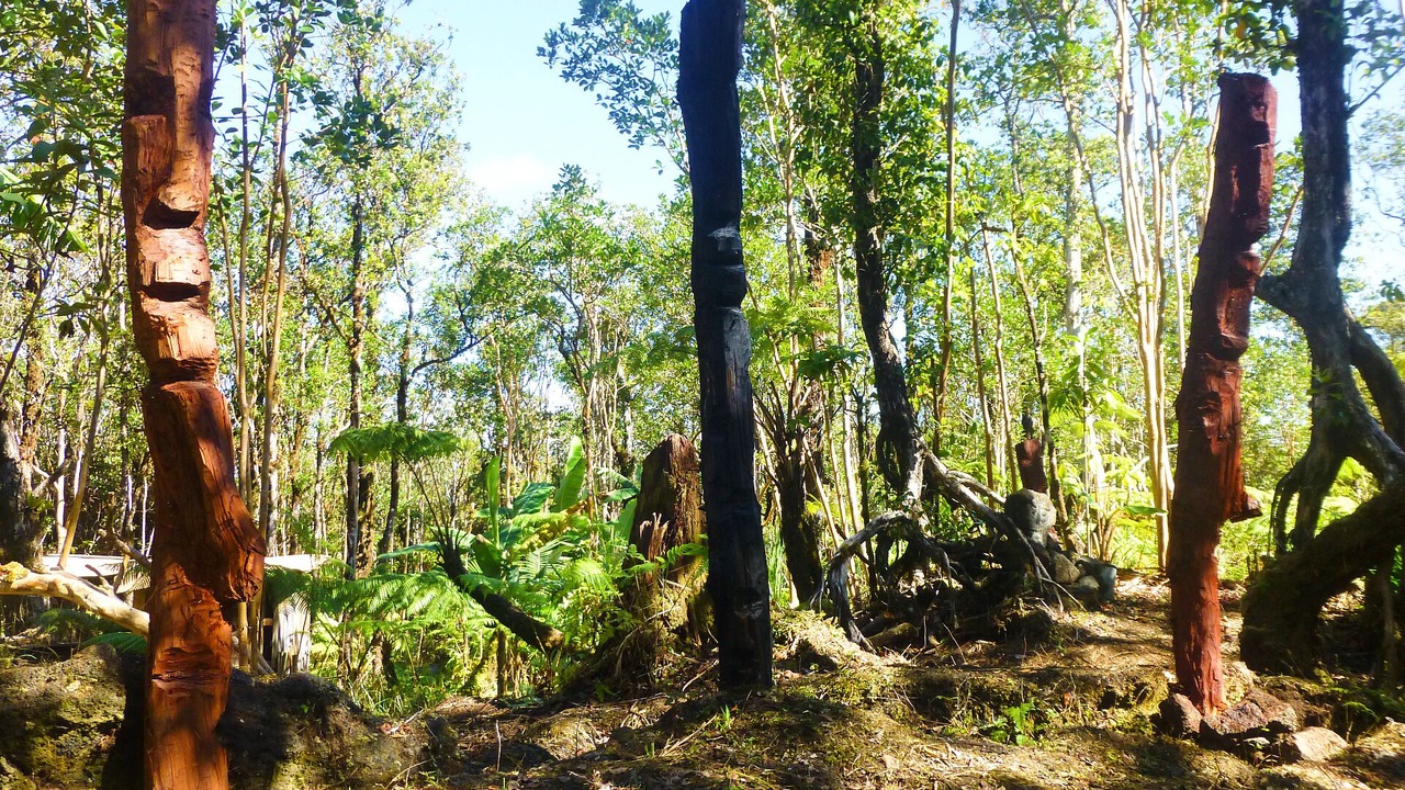 Photo of Outdoor in Fern Forest