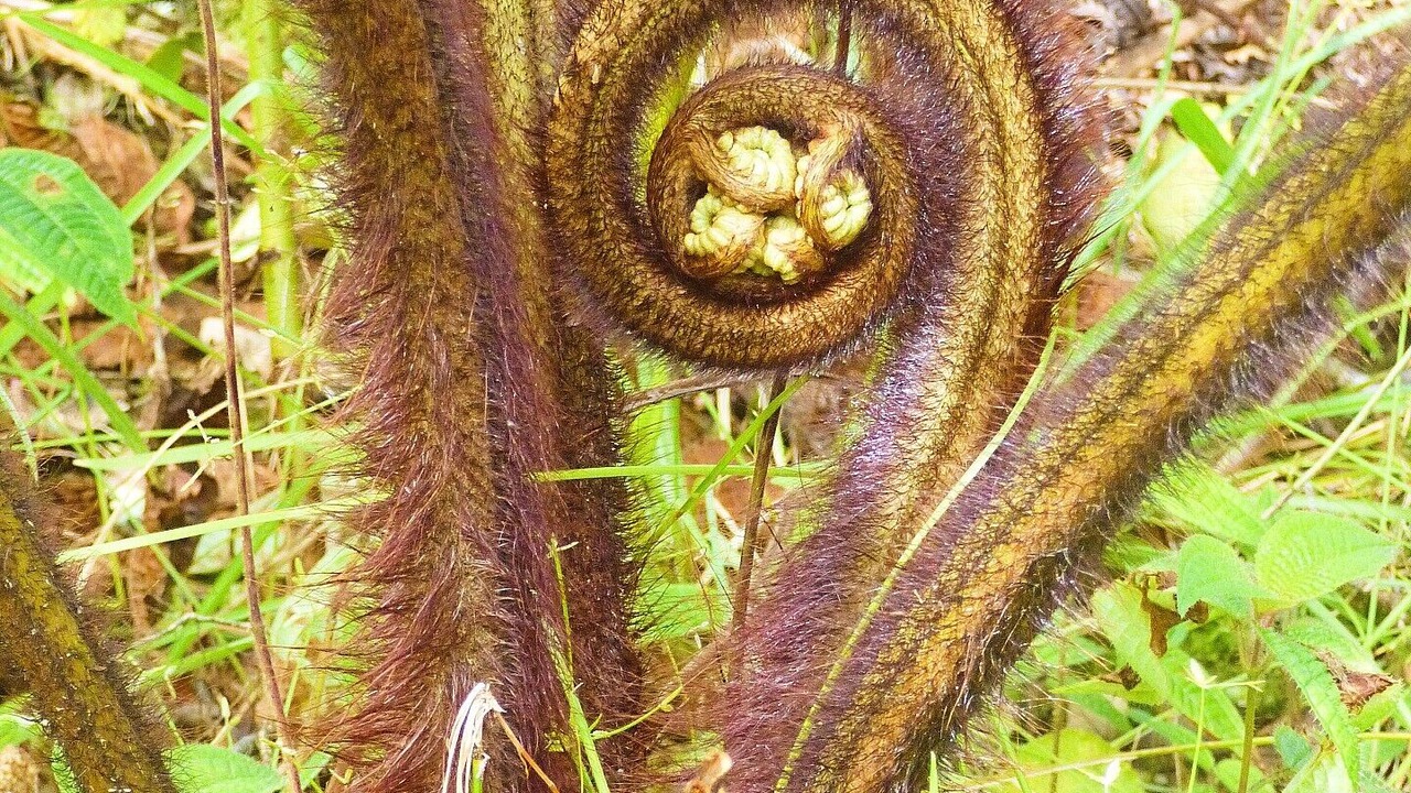 Photo of Outdoor in Fern Forest