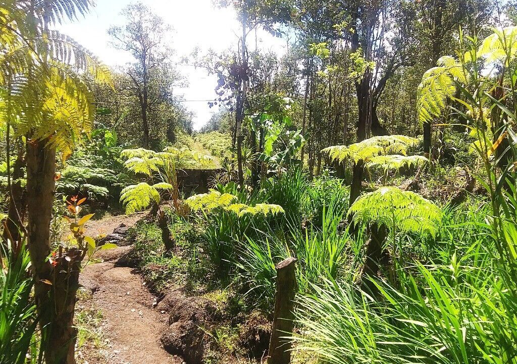 Photo of Outdoor in Fern Forest