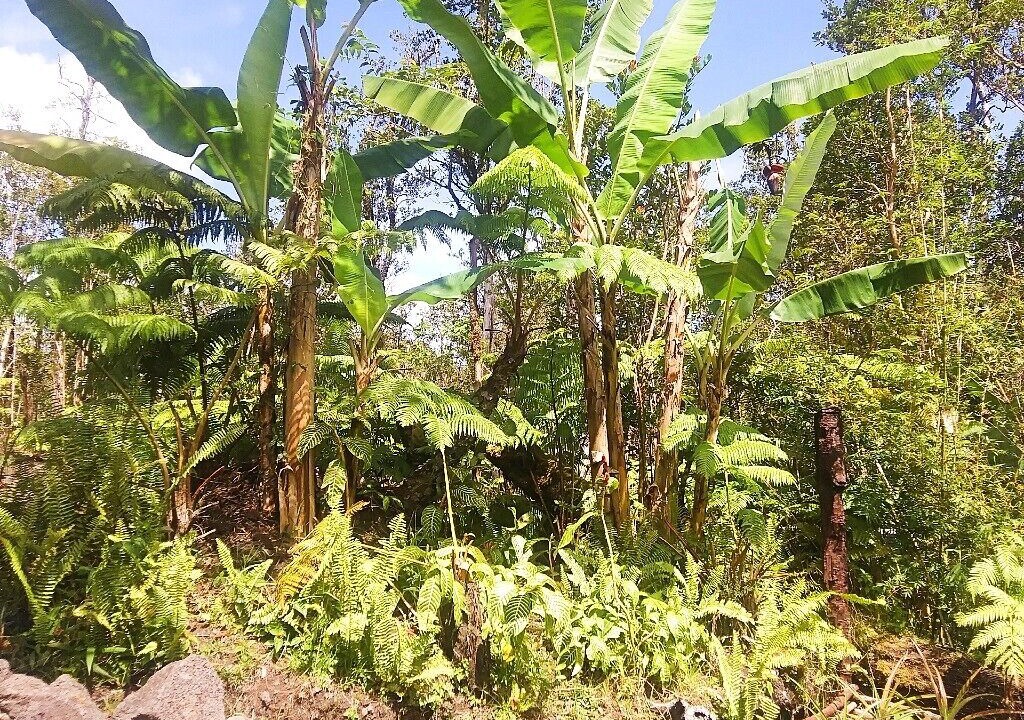Photo of Outdoor in Fern Forest