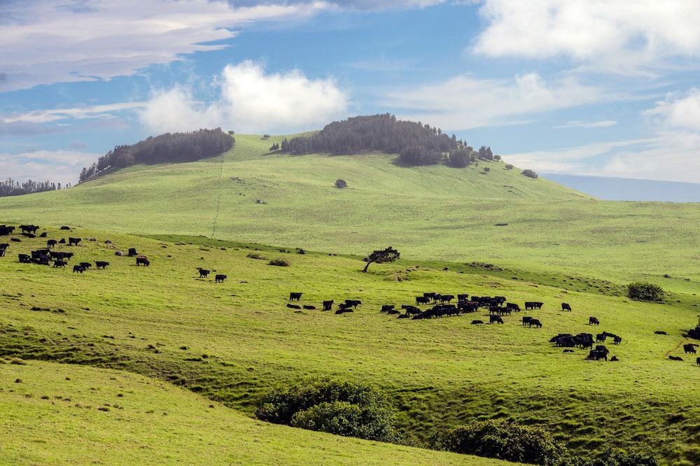 Photo of Others in Kapoho