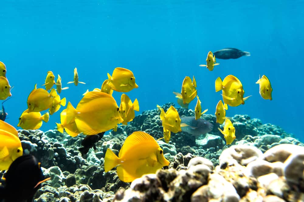 Photo of Others in Kapoho