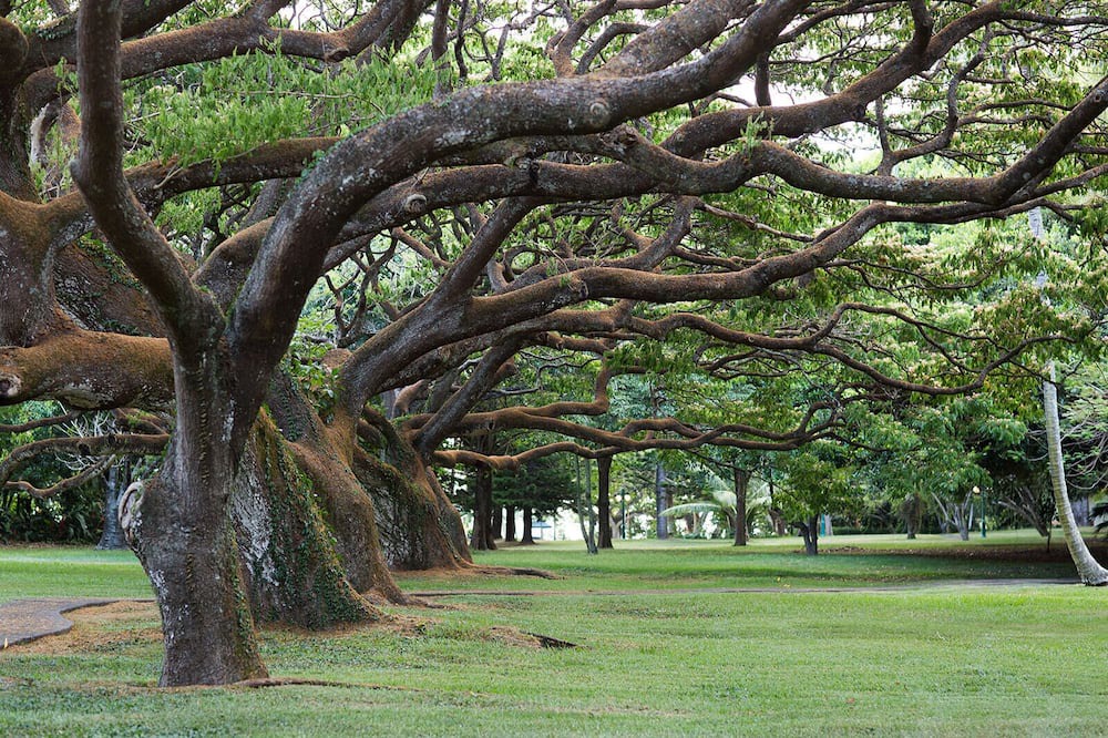 Photo of Outdoor in Pauwela