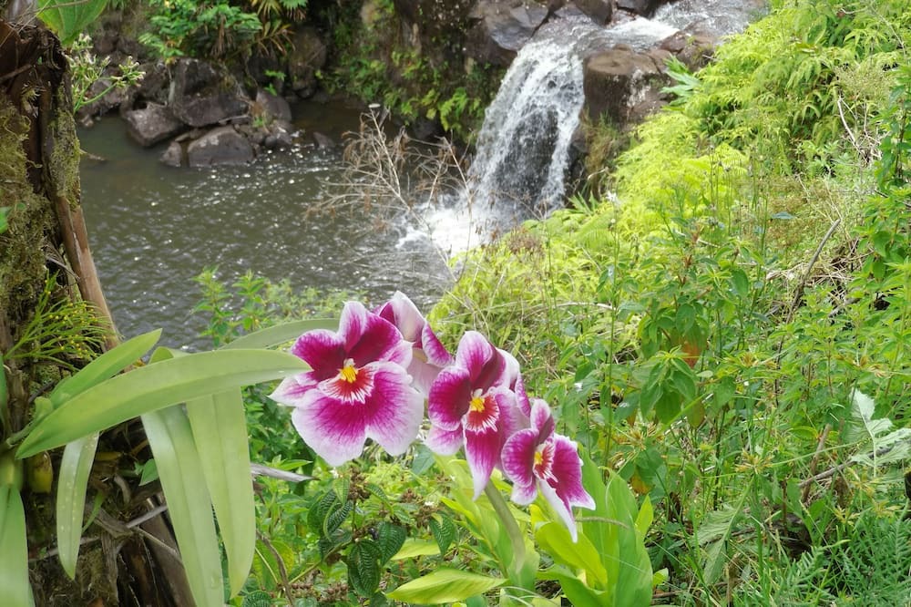Photo of Others in Hilo
