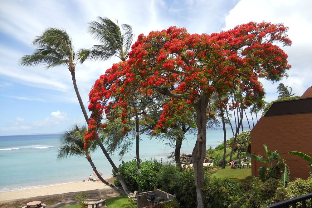 Photo of Outdoor in Honokowai