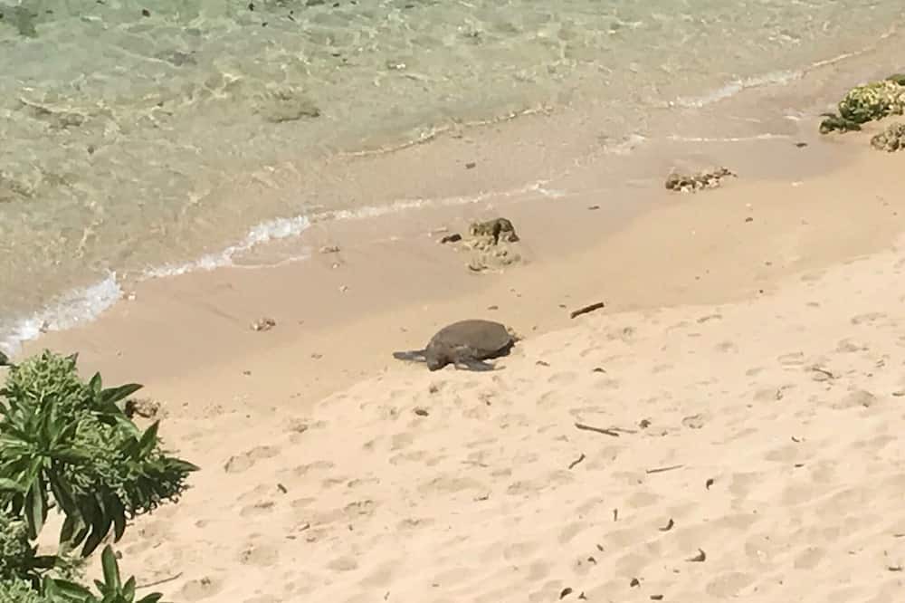 Photo of Others in Mokuleia