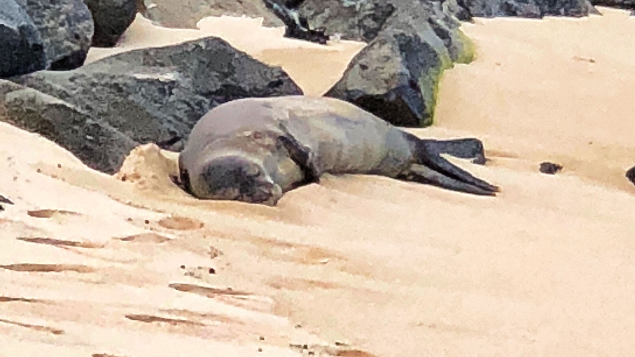 Photo of Outdoor in Waialua