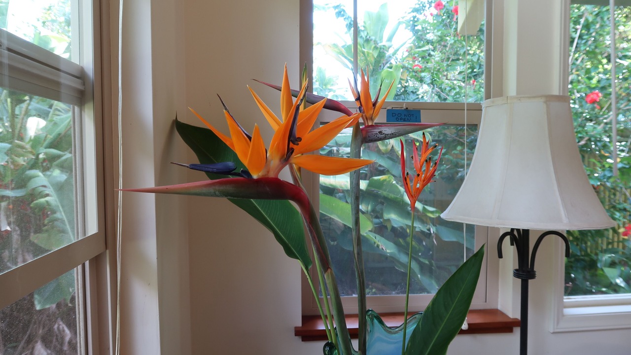 Photo of Others in Kapaau