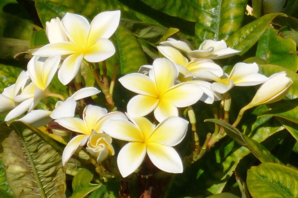 Photo of Others in Kaanapali