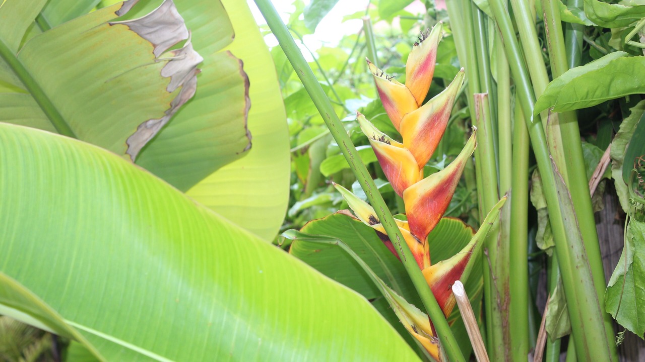Photo of Outdoor in Pupukea