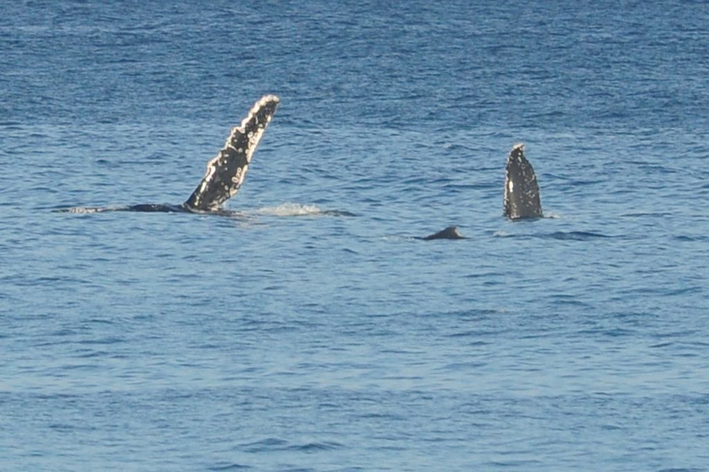 Photo of Others in Pupukea