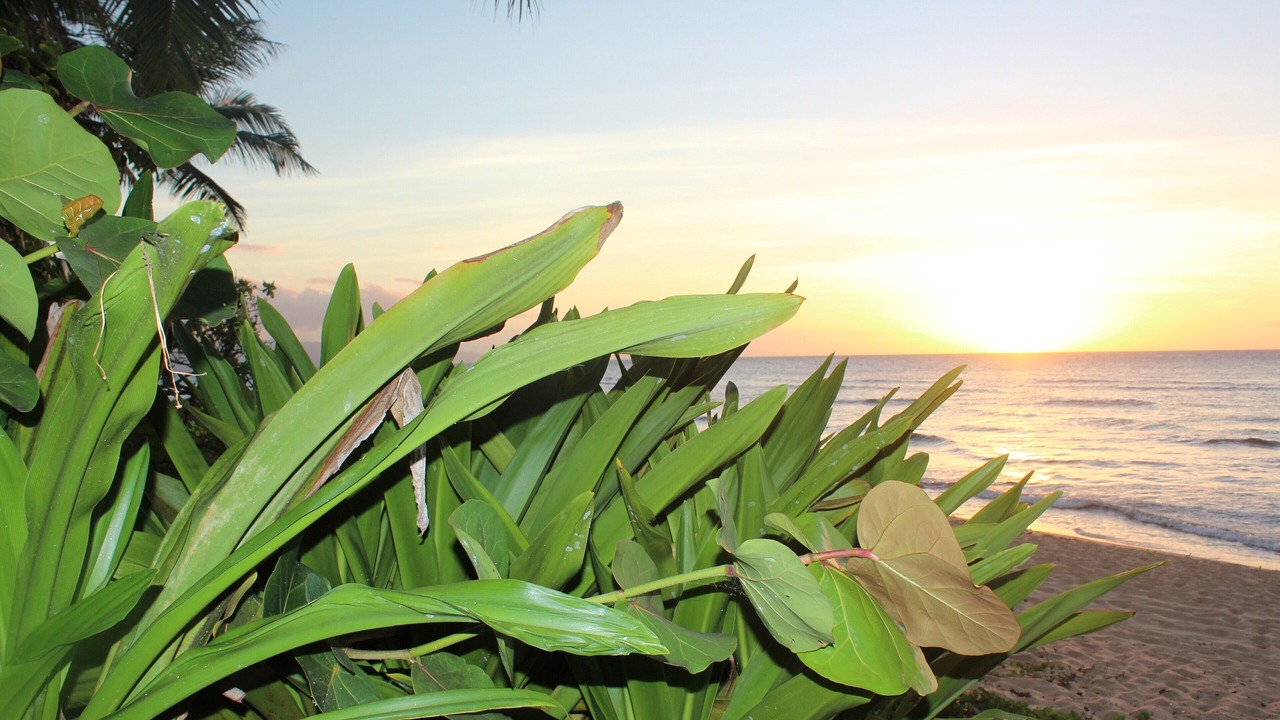 Photo of Outdoor in Pupukea