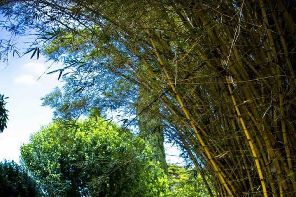 Photo of Outdoor in Hawi
