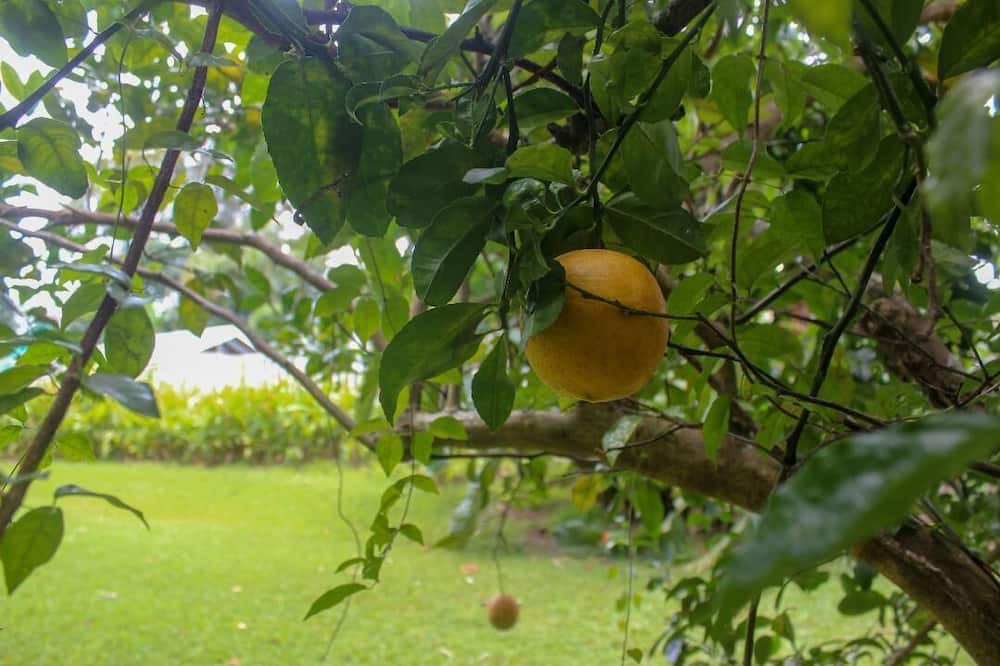 Photo of Outdoor in Hawi