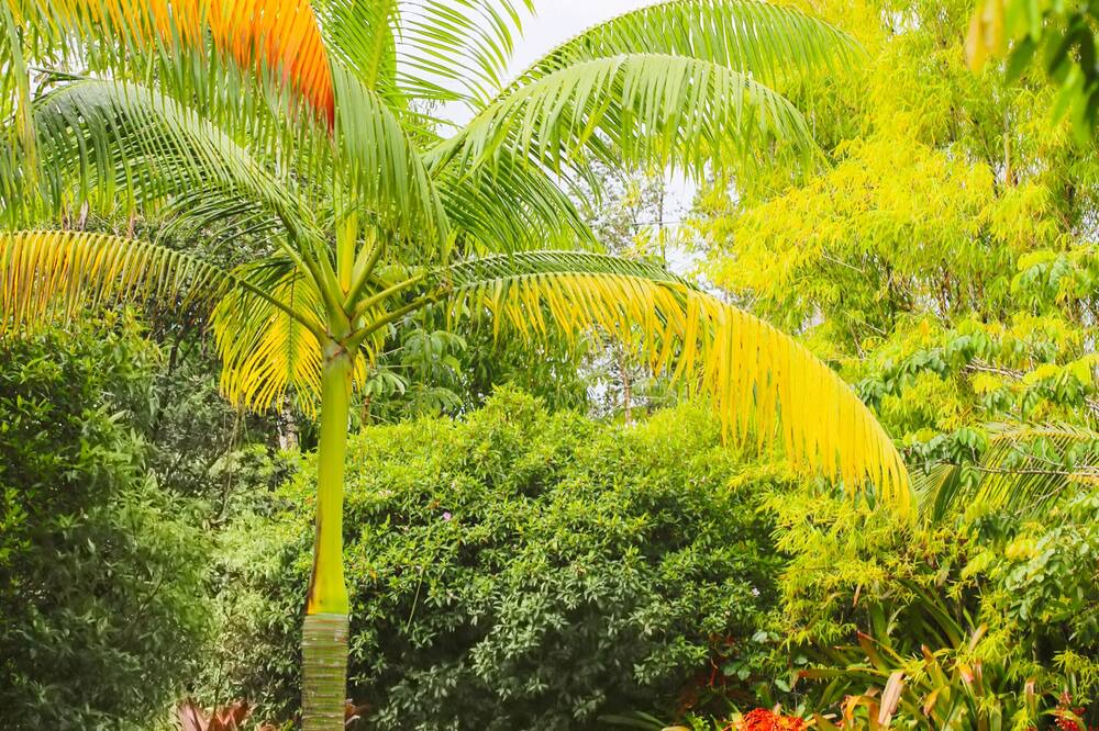Photo of Outdoor in Keaau