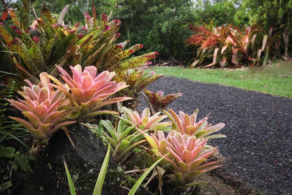 Photo of Outdoor in Keaau