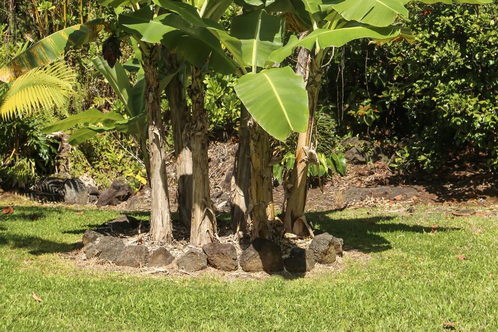 Photo of Others in Keaau
