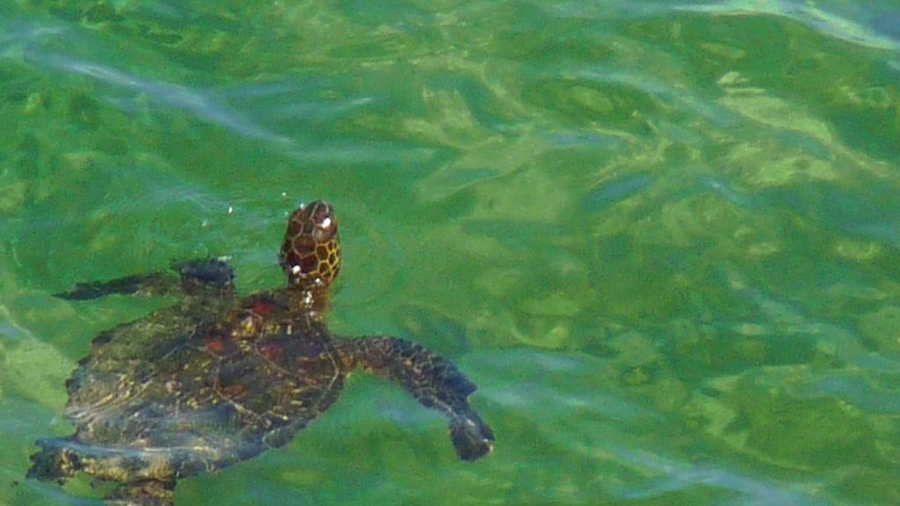 Photo of Others in Makaha