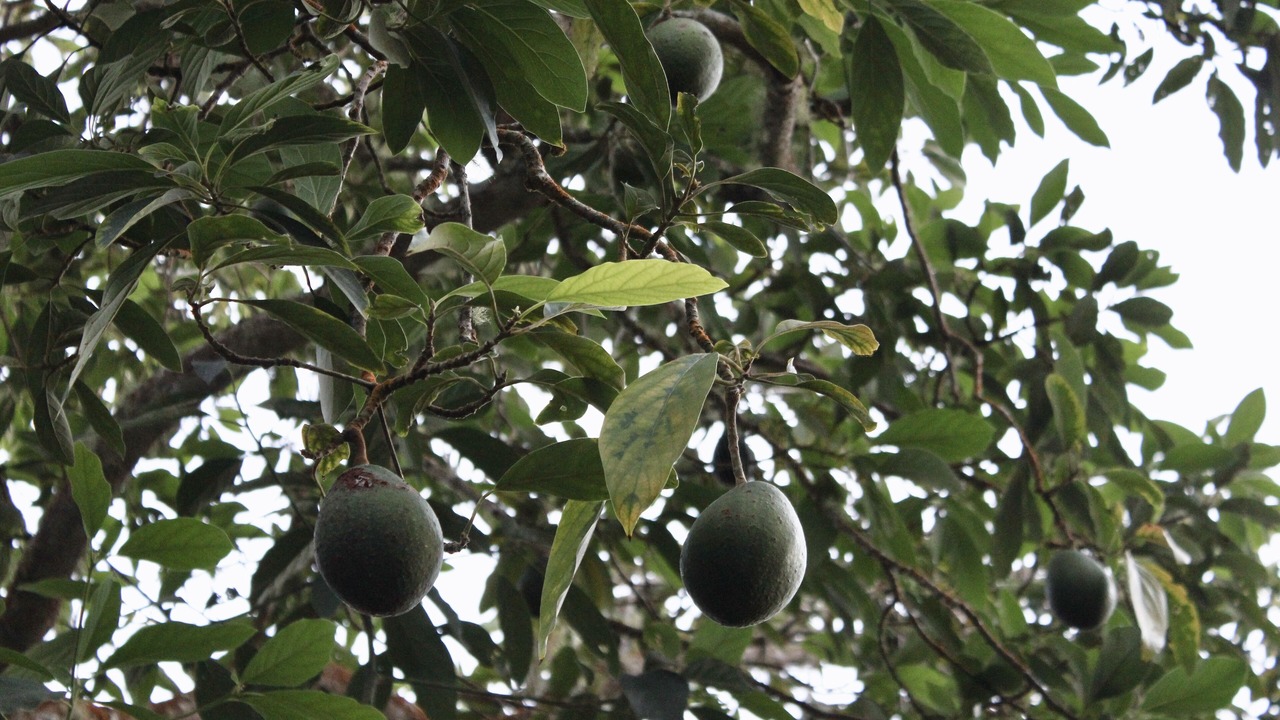 Photo of Outdoor in Kailua-Kona
