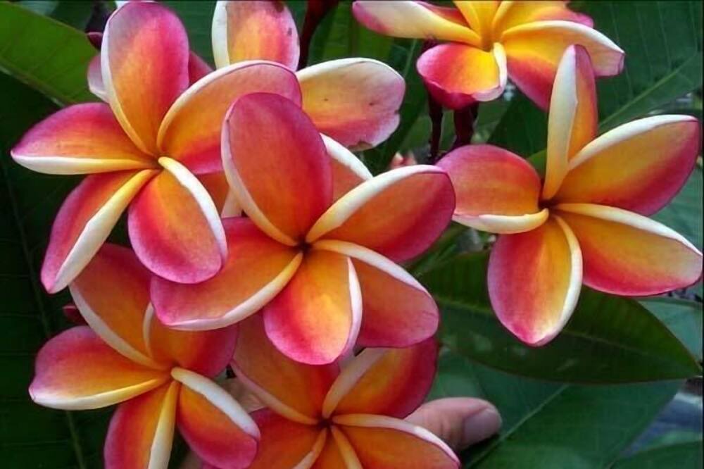 Photo of Others in Waimanalo