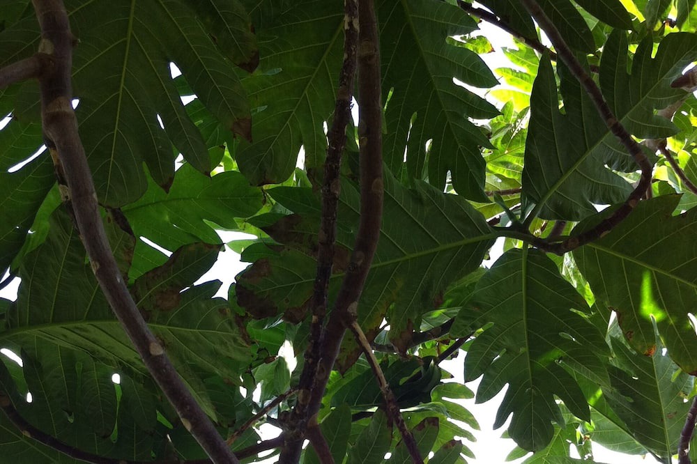 Photo of Others in Waimanalo