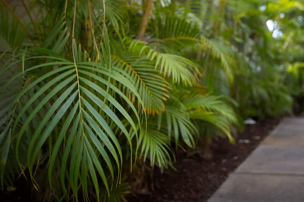 Photo of Outdoor in Historic Lahaina Front Street