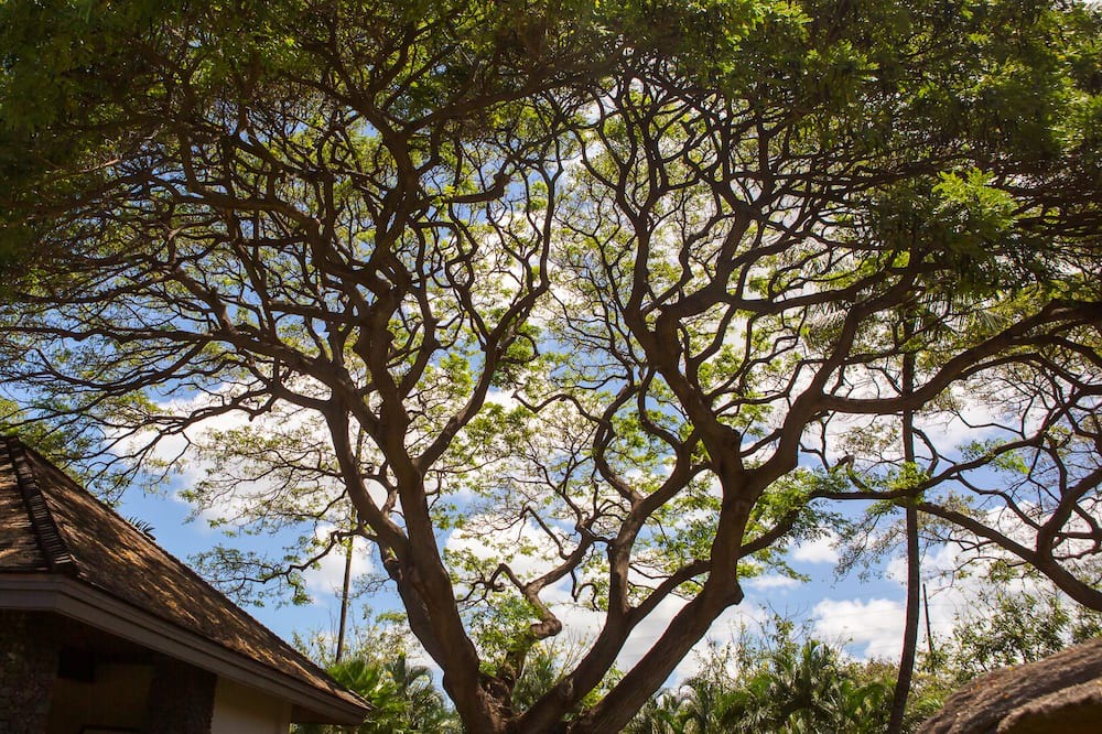 Photo of Others in Historic Lahaina Front Street