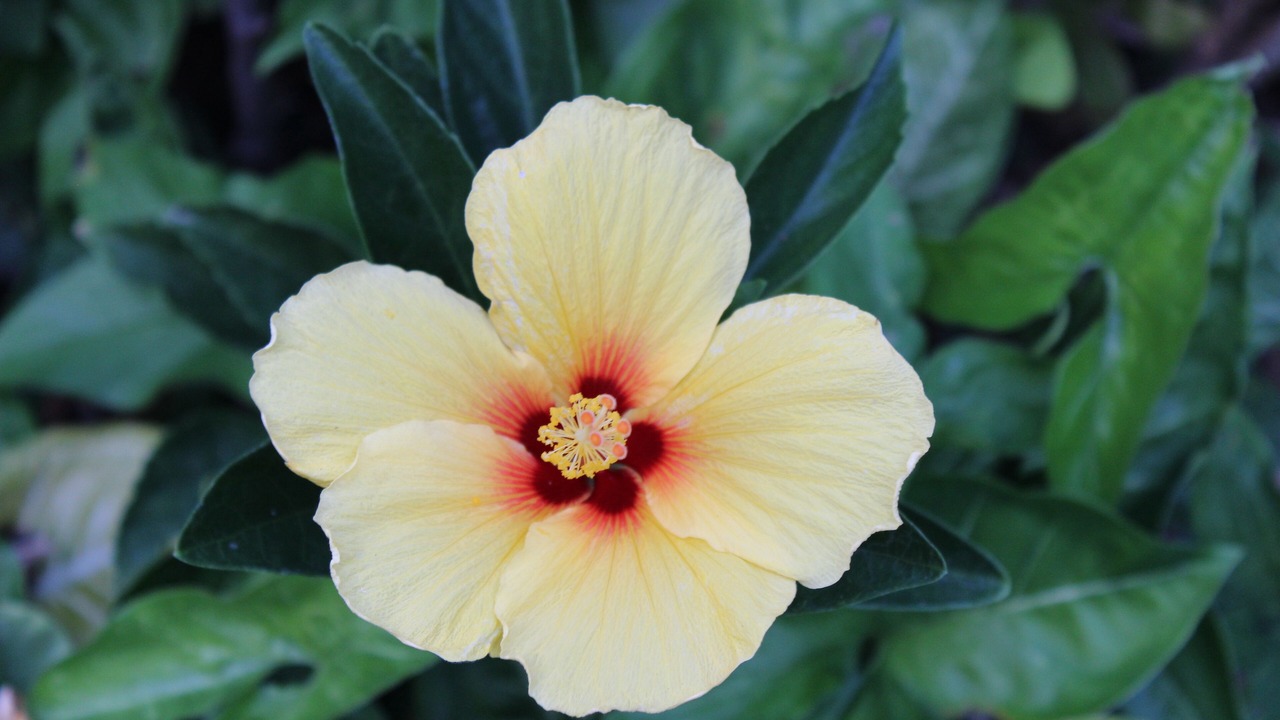 Photo of Outdoor in Ko Olina