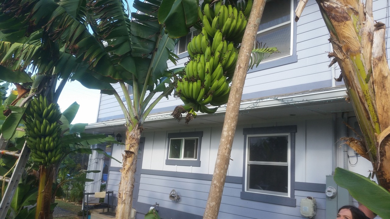 Photo of Outdoor in Laie