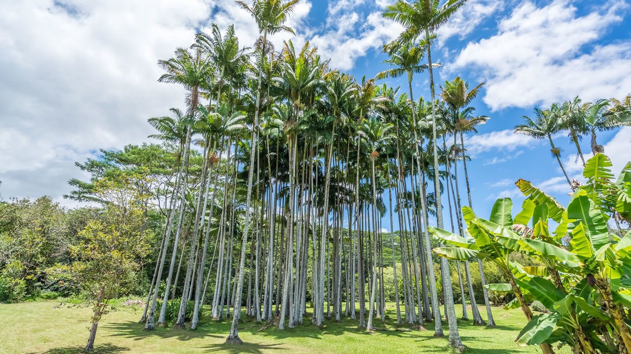 Photo of Others in Hilo