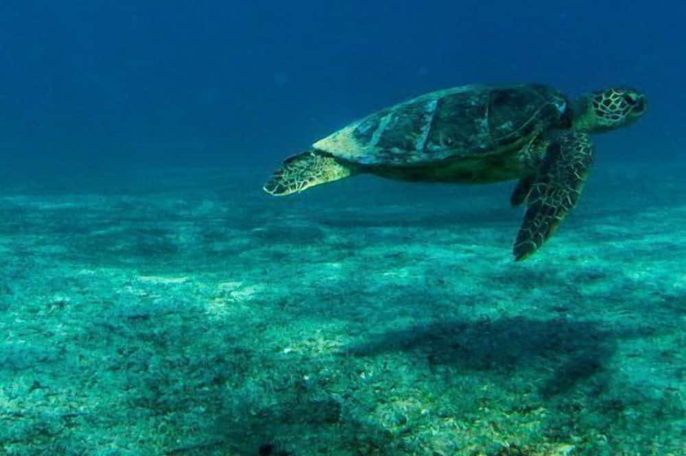 Photo of Others in Lanikai