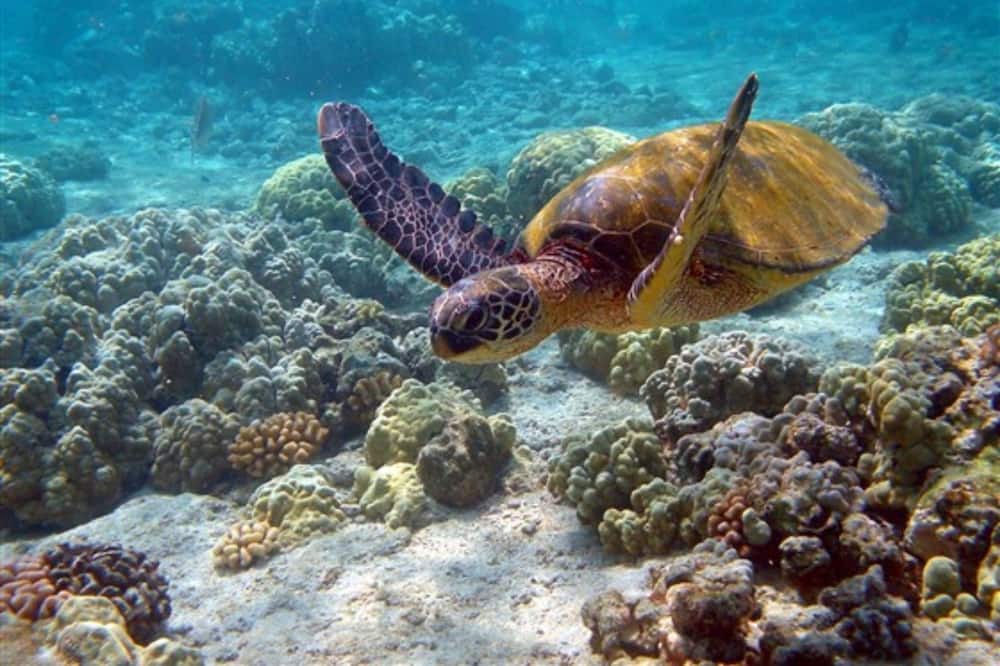 Photo of Outdoor in Lanikai