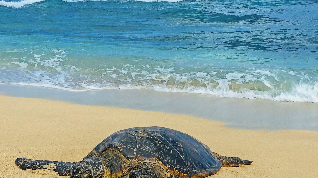 Photo of Others in Mokuleia
