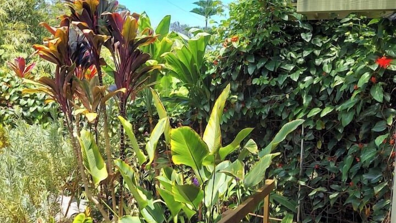 Photo of Outdoor in Honokaa