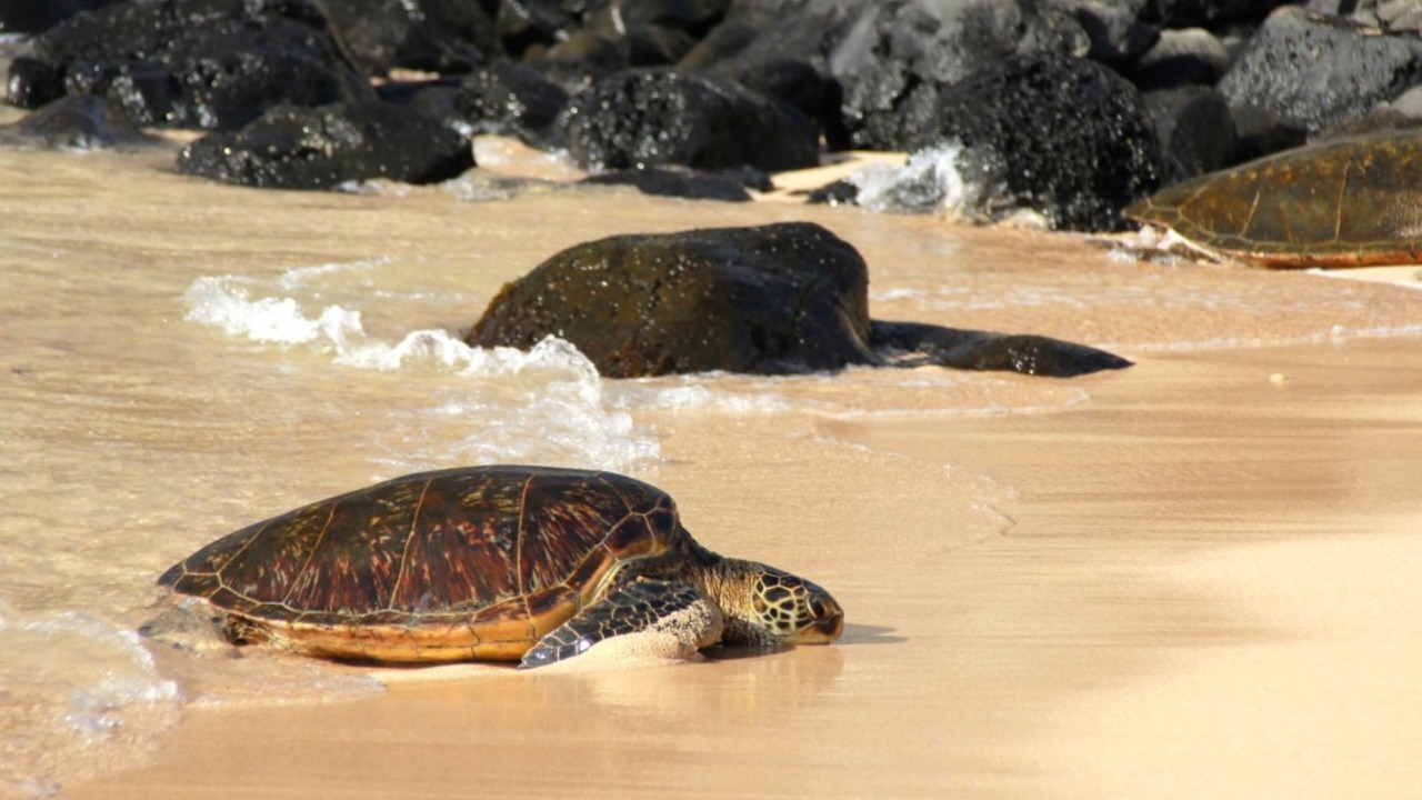 Photo of Others in Wailuku